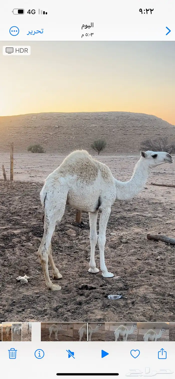 للبيع حاشي لبناني يرضع تحت أمه للبيع 2