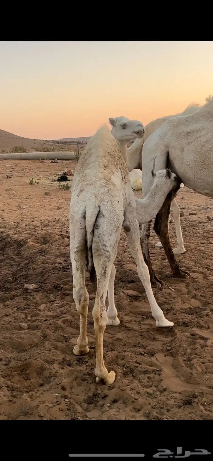 للبيع حاشي لبناني يرضع تحت أمه للبيع 1