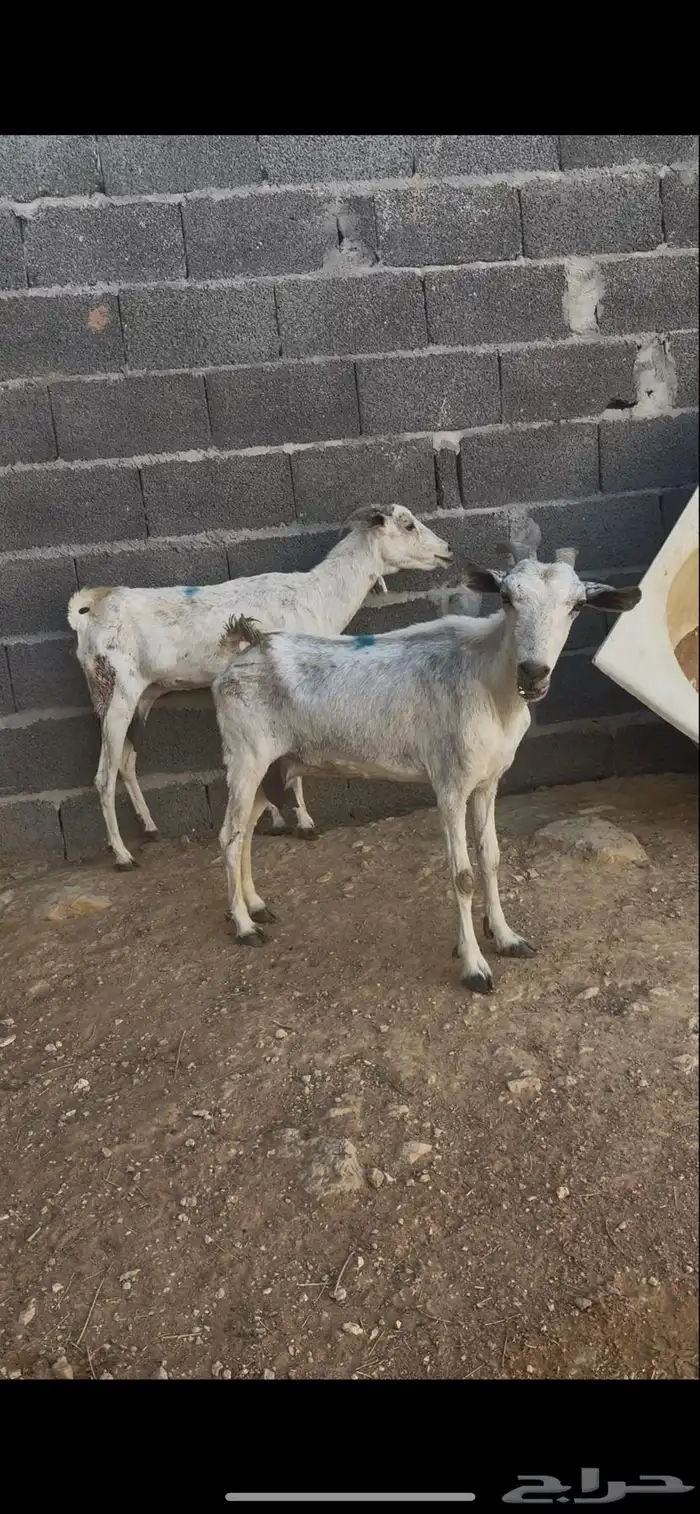 عنزين بيشيات 1