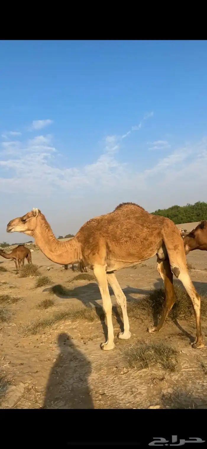 لقحه ساحليه لها شهرين 0