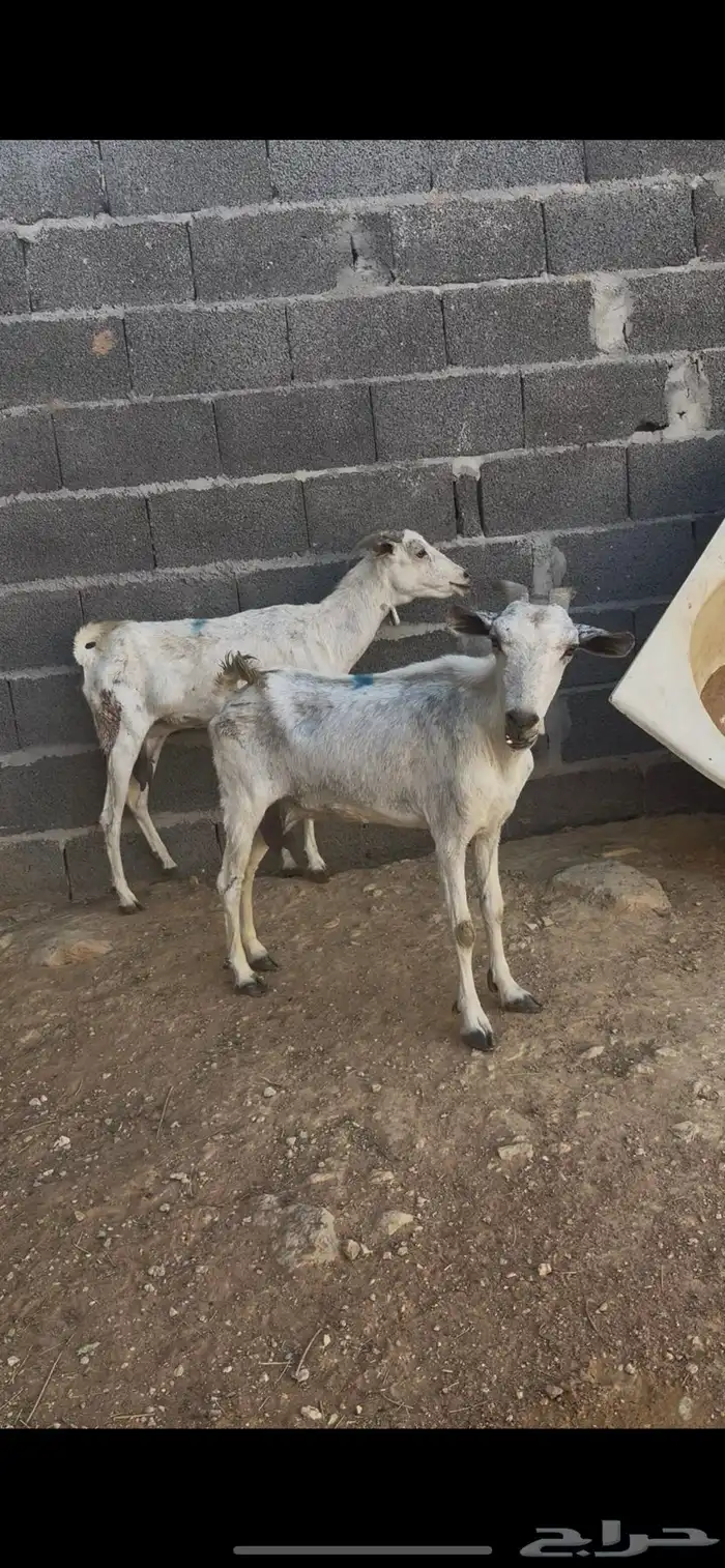 عنزين بيشيات 2