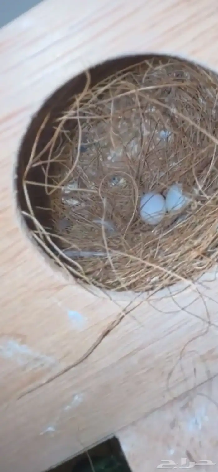 ماشاءالله أجواز زيبرا منتجه 3