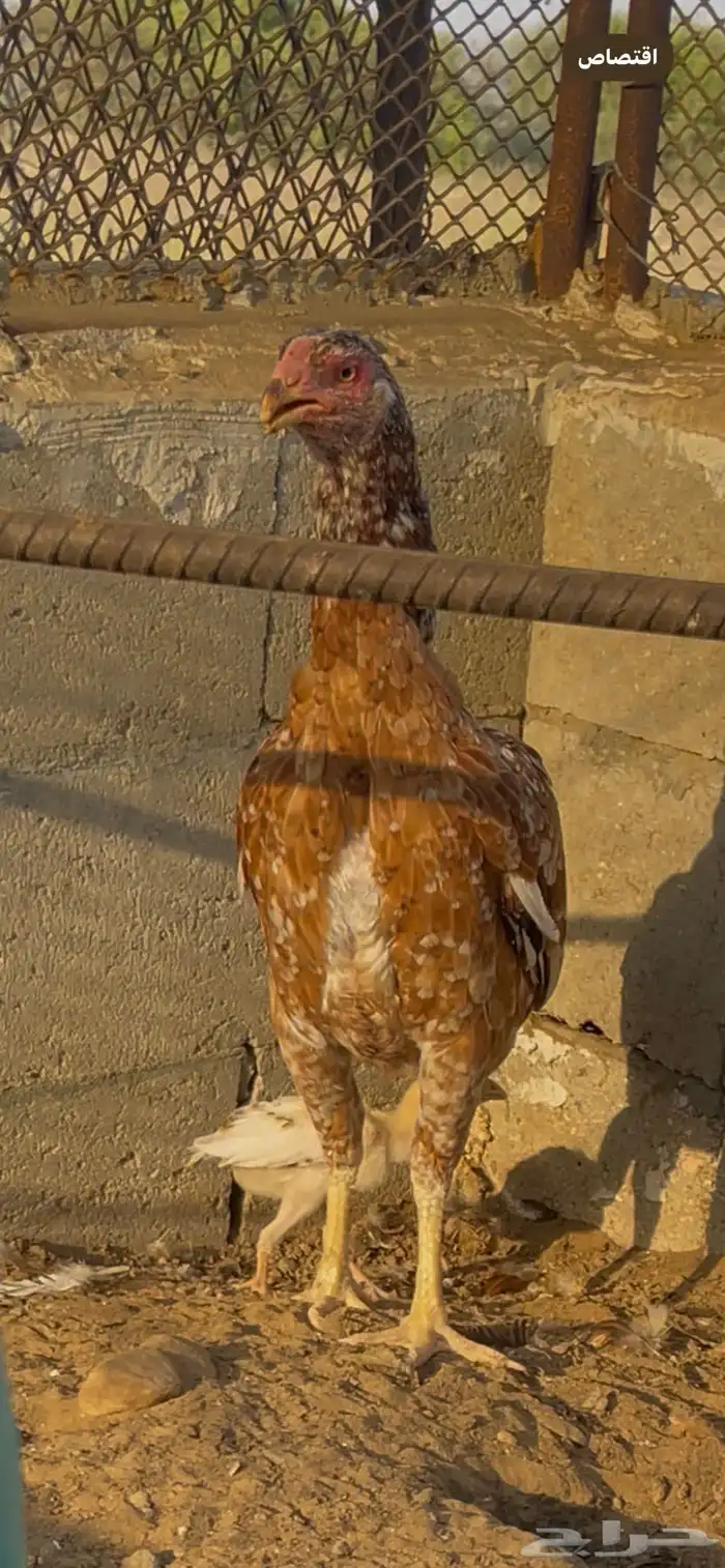 دجاجة سنديه 3