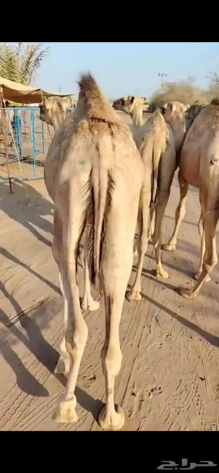 لكل المناسبات.. القعدان اللي تبيض الوجه 0