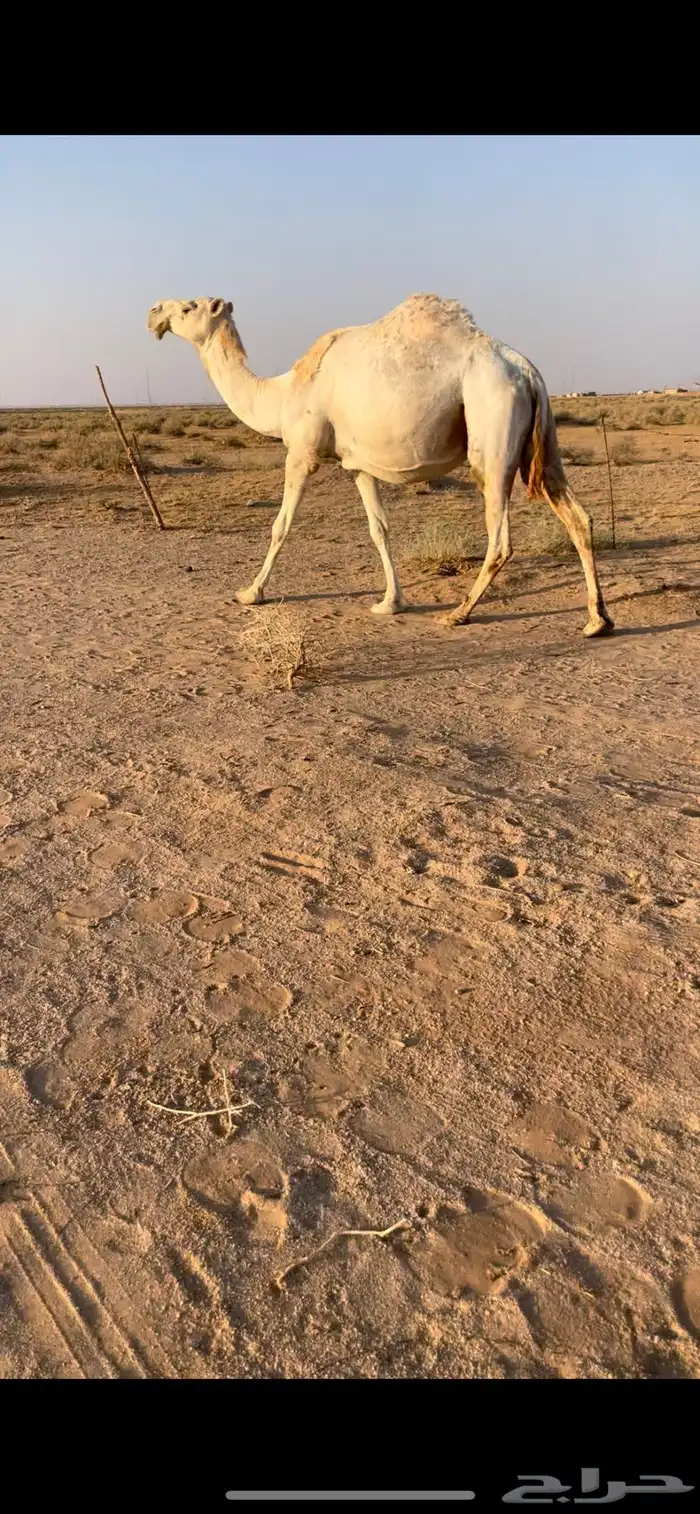 لقحه ملاقي قريب 0