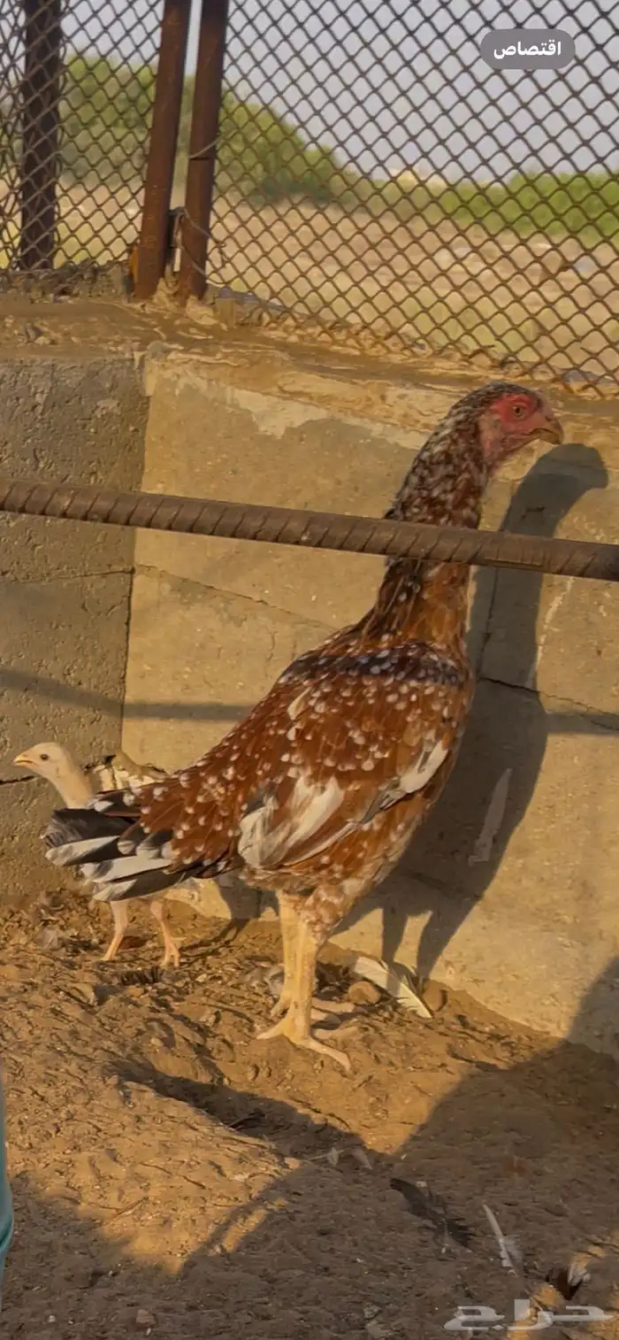 دجاجة سنديه 2