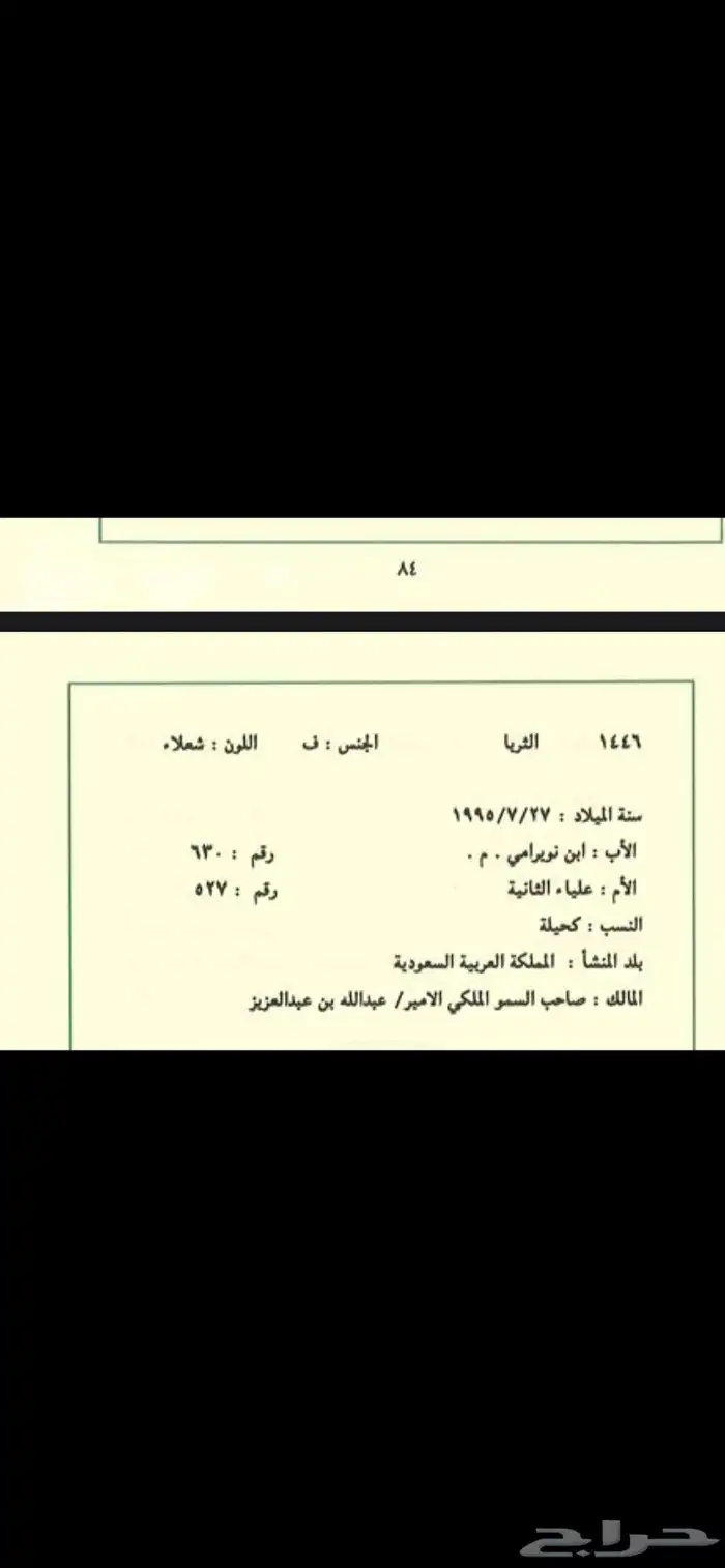 حصان واهو كوميت  منوة الجاني 8