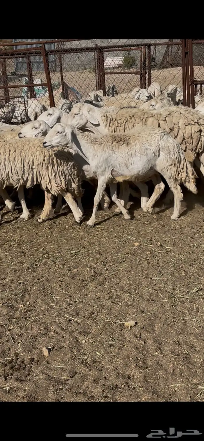 ضان حريات 30 7