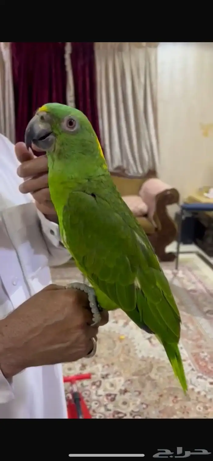 يلوناب متكلم 0