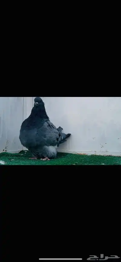 ذكر فرش بلوبار index