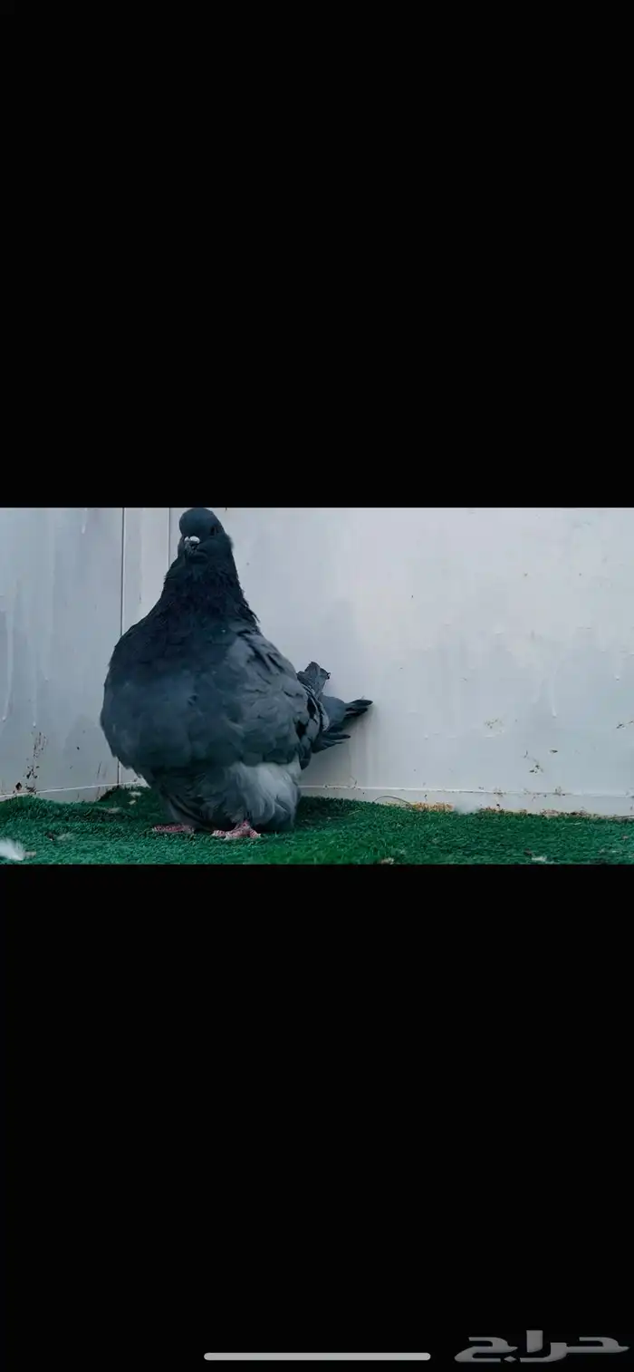 ذكر فرش بلوبار 3