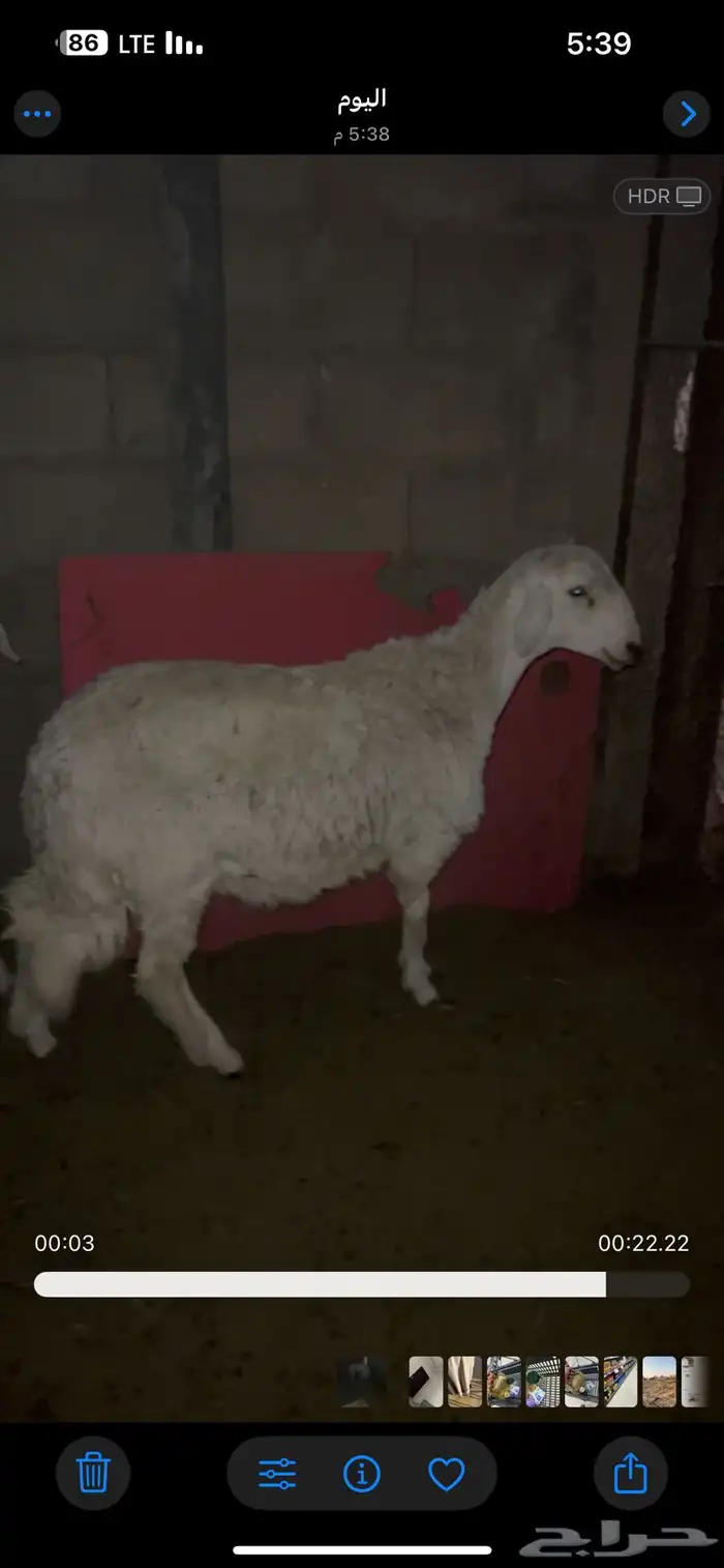 للبيع طلي حري عمره 7 اشهور فل شحم 0