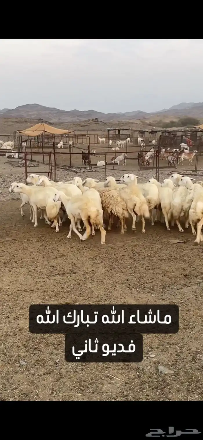 ضان حريات صنف الصنف عرض وبيع 6