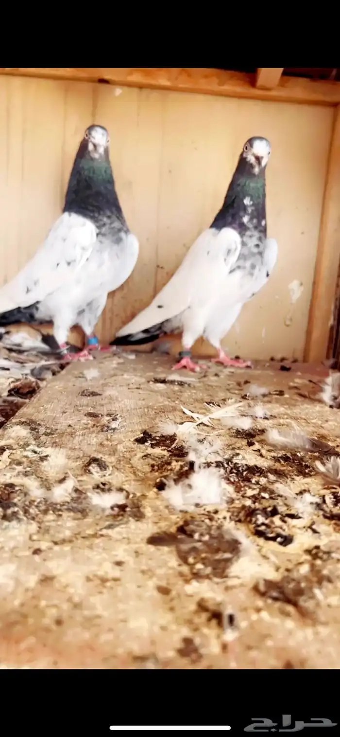 تيدي صنف فاخر من الاخر ( تم البيع ) 3