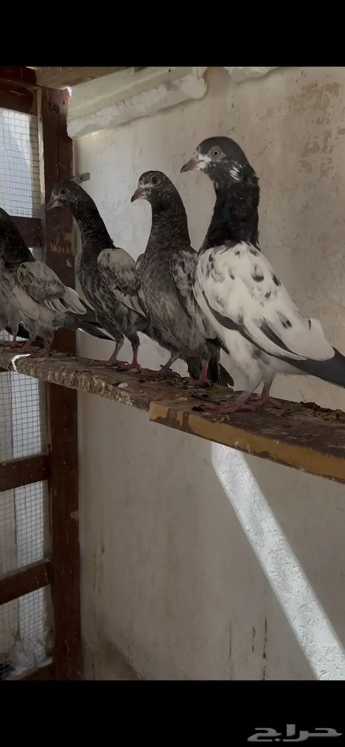 حمام باكستاني 6