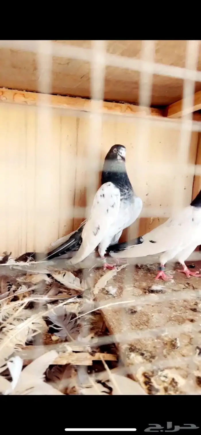 تيدي صنف فاخر من الاخر ( تم البيع ) 2