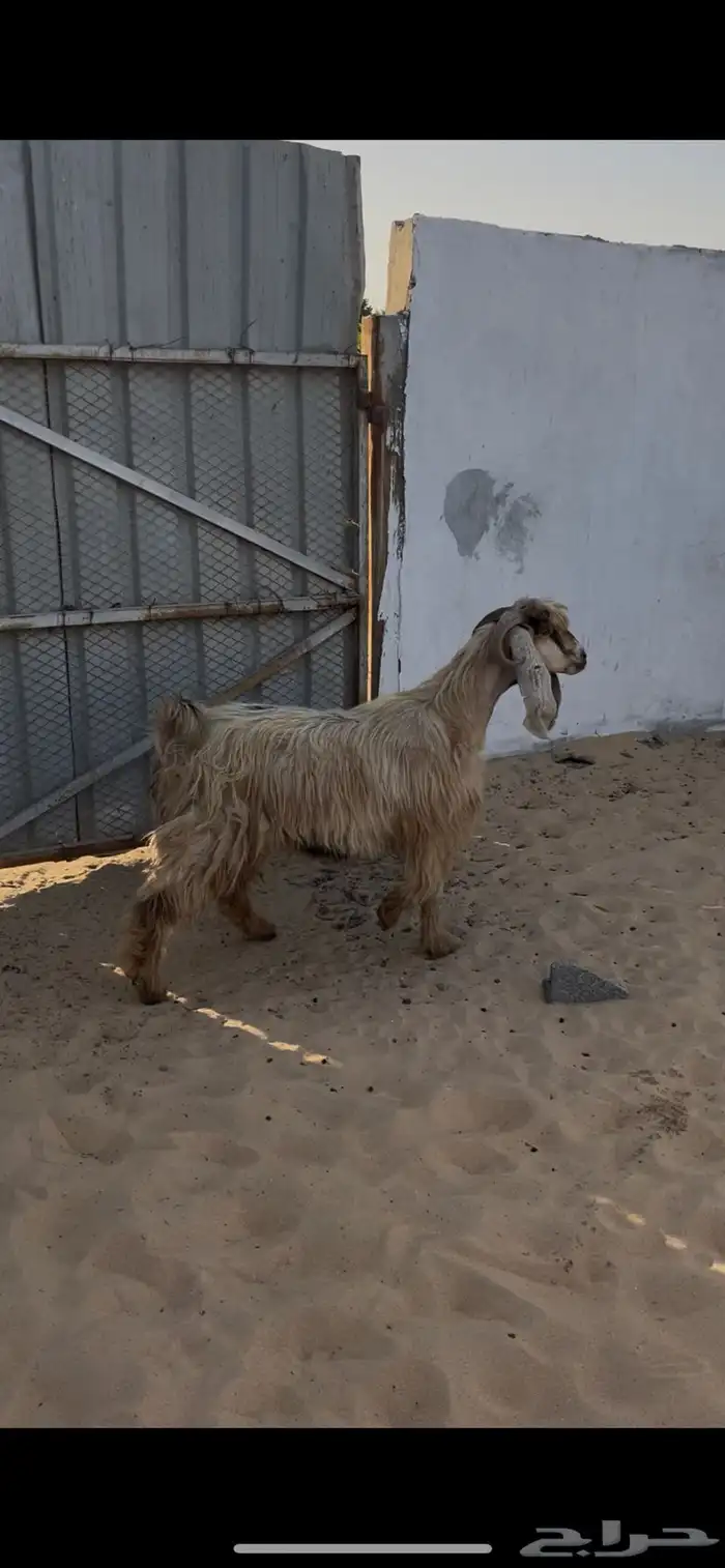 عارضيه صفرا دافع 4