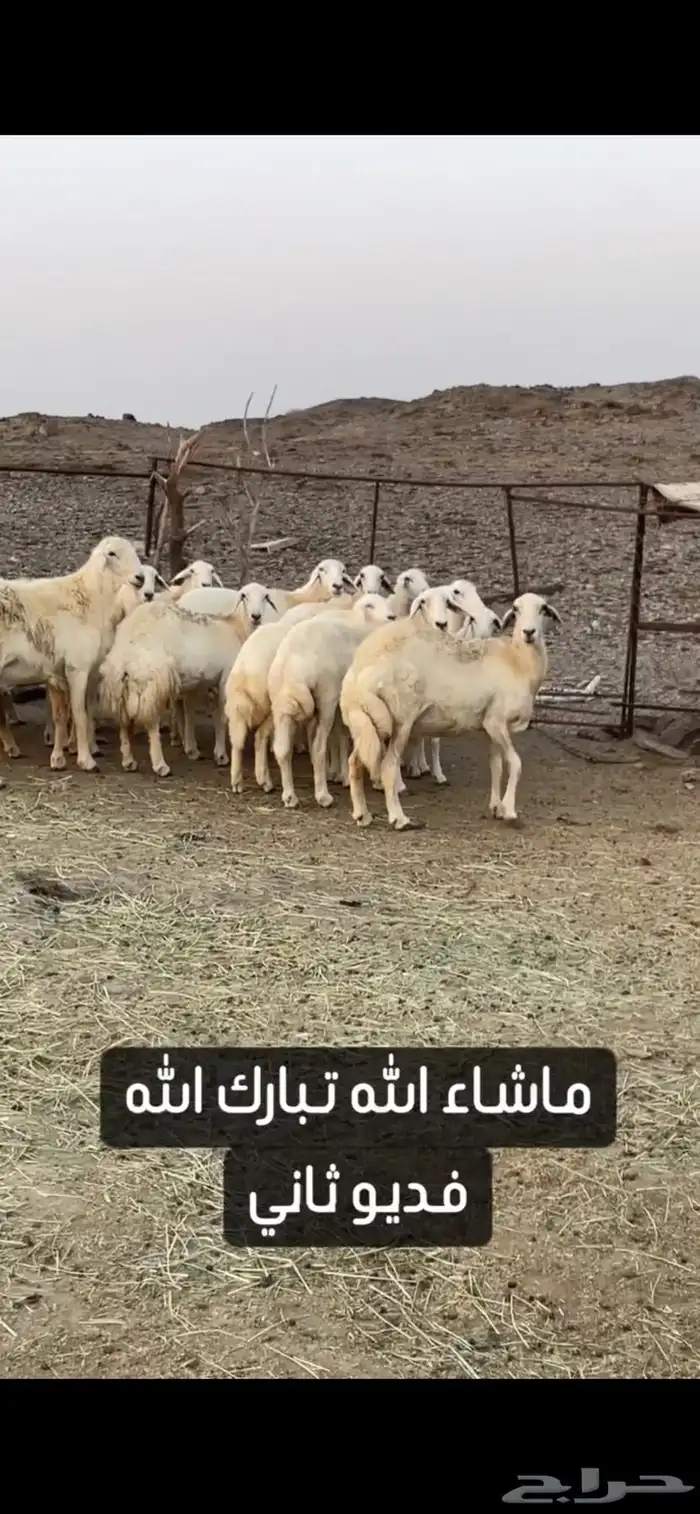 ضان حريات صنف الصنف عرض وبيع 11