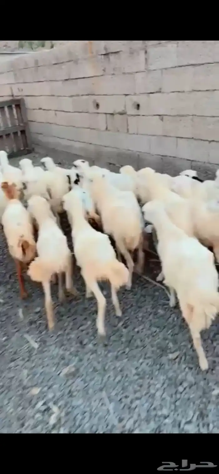 رخال محايل عسير 1