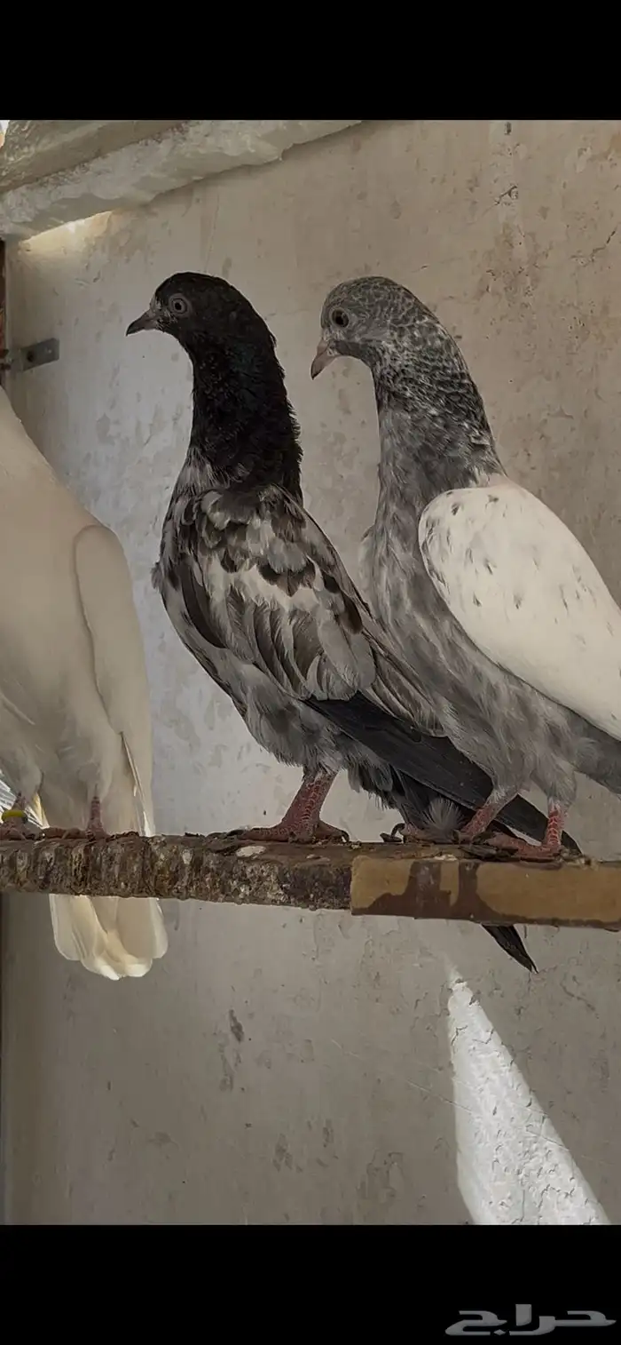 حمام باكستاني 5