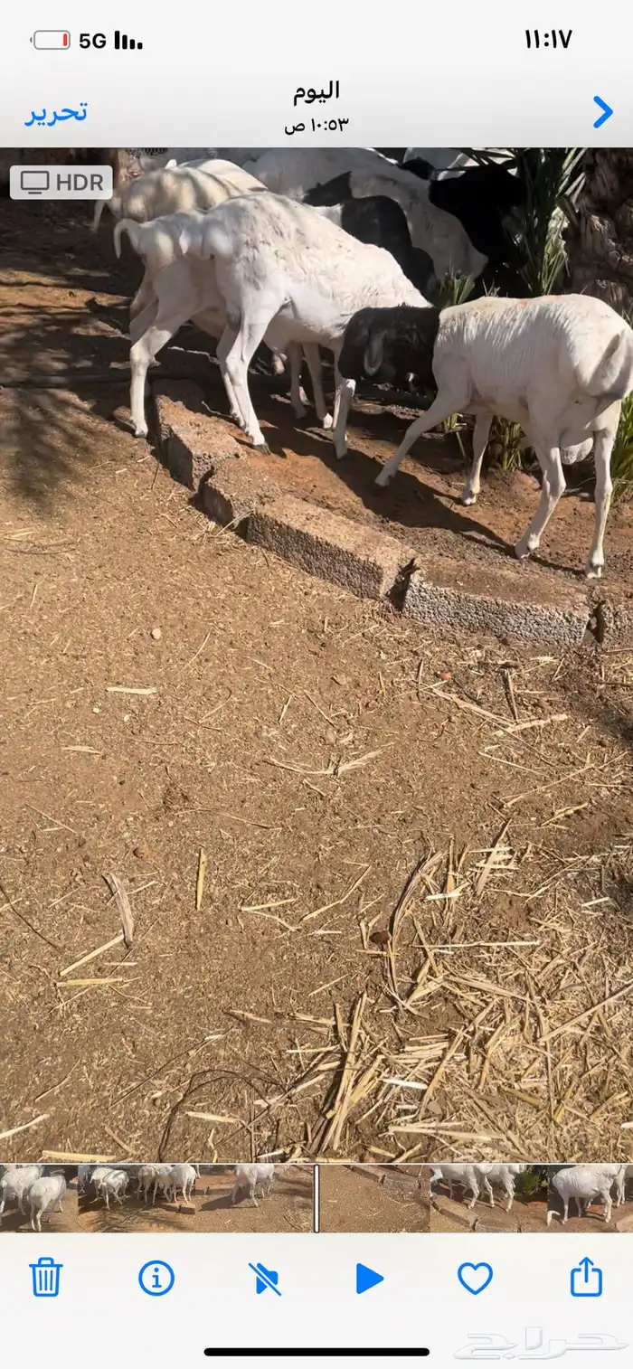 برابر مرابي 0