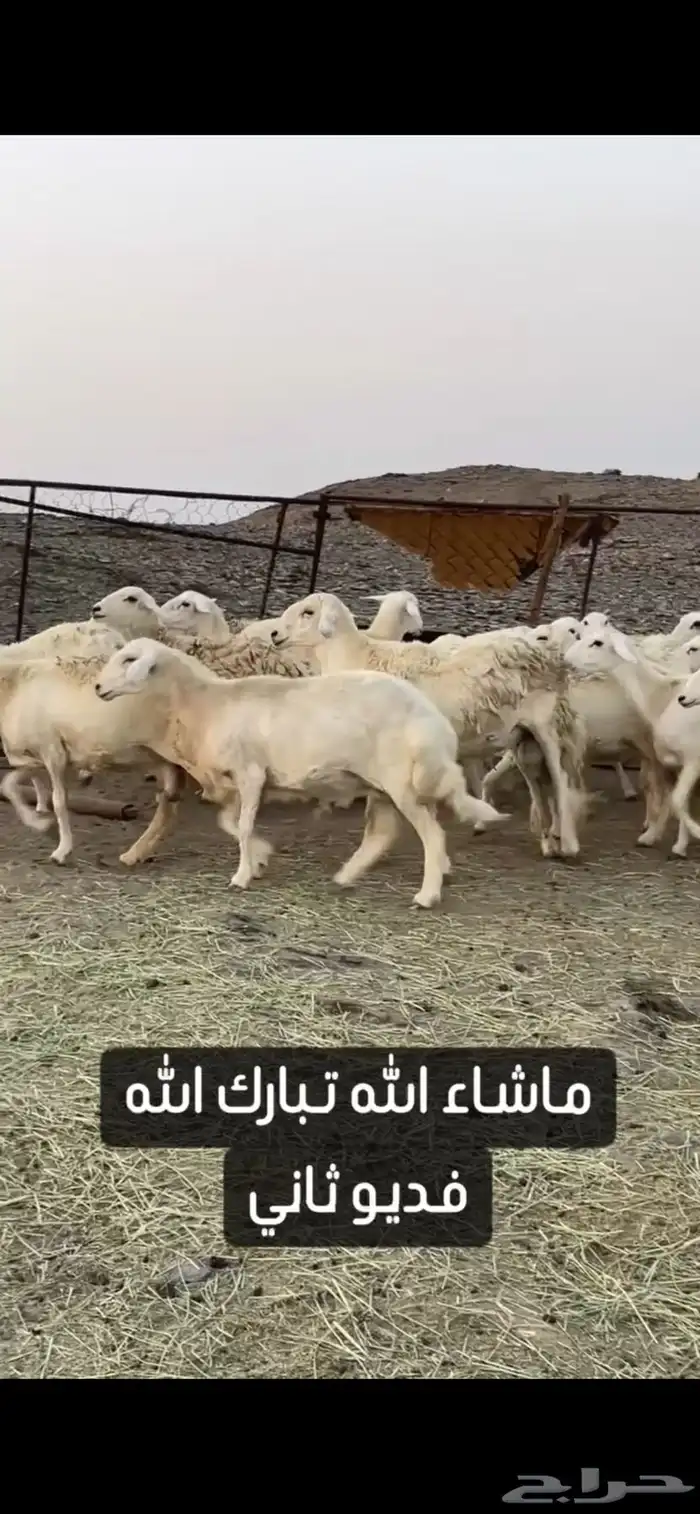 ضان حريات صنف الصنف عرض وبيع 10