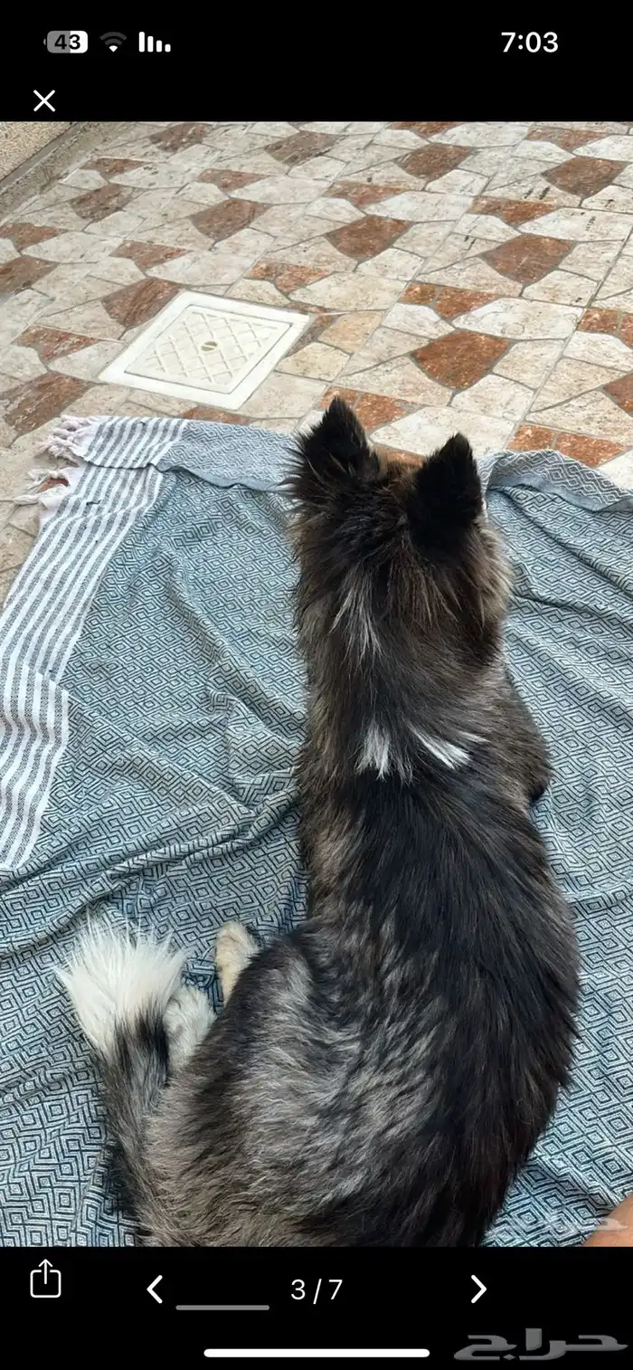 كلبه هاسكي مميزه 1