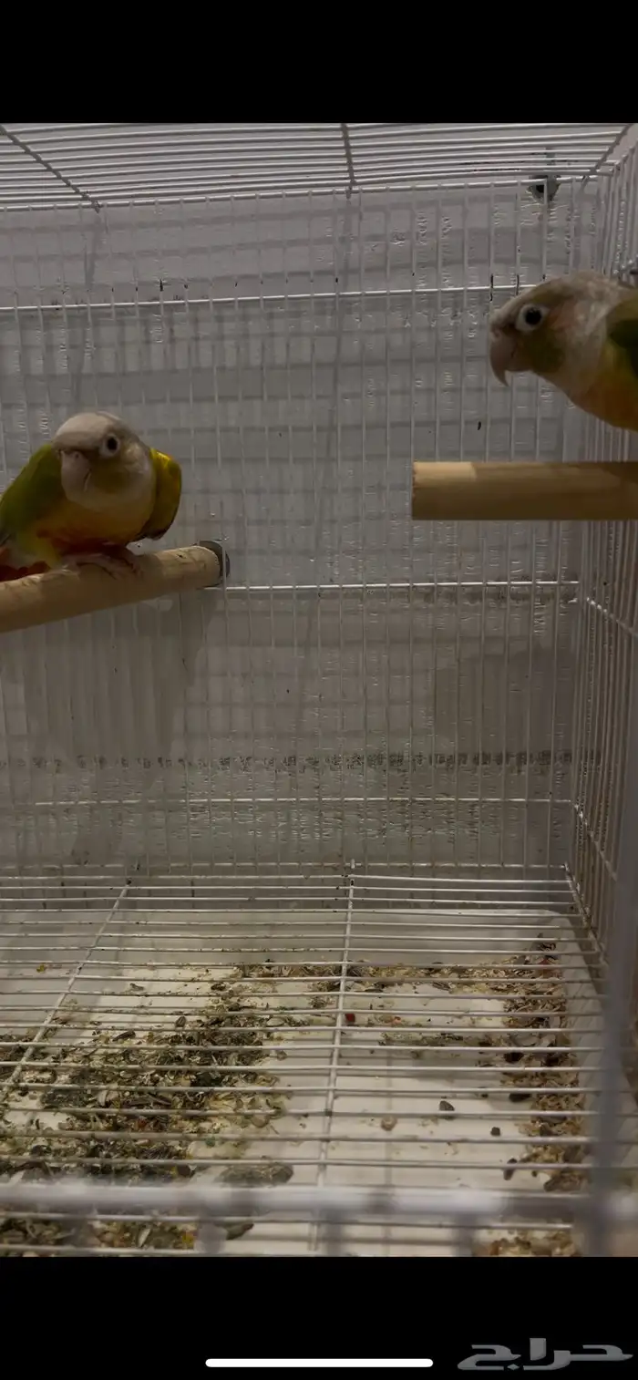 جوز كنيور منتج 0