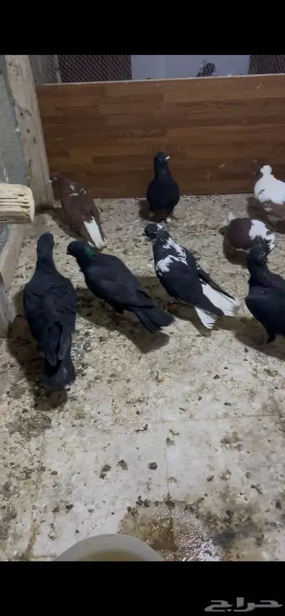 حمام شامي كش index