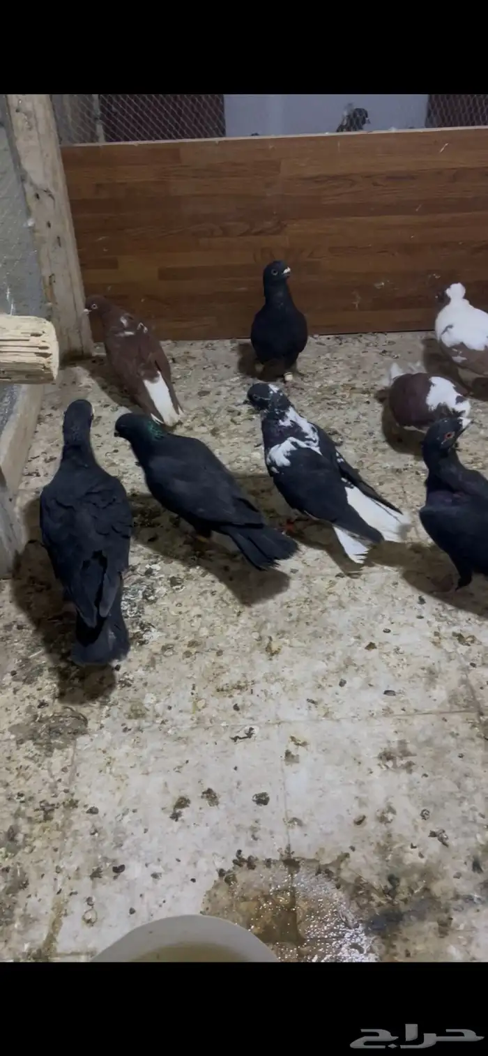 حمام شامي كش 1