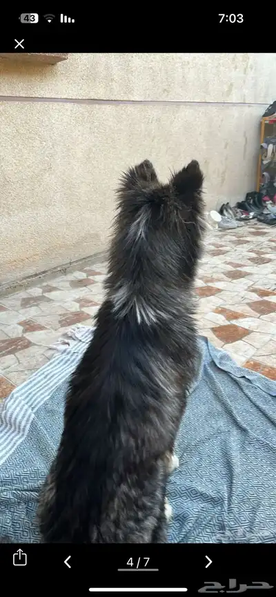 كلبه هاسكي مميزه index