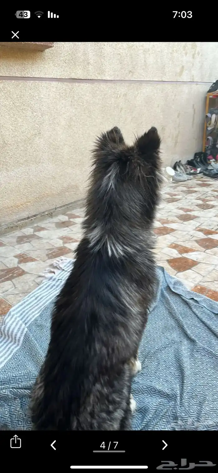 كلبه هاسكي مميزه 0