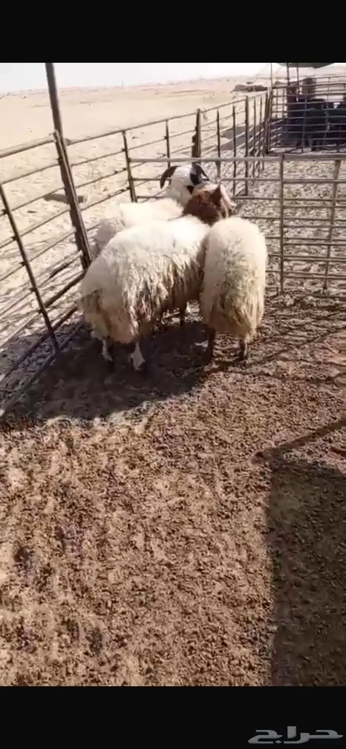 ثلاثة خرفان 0