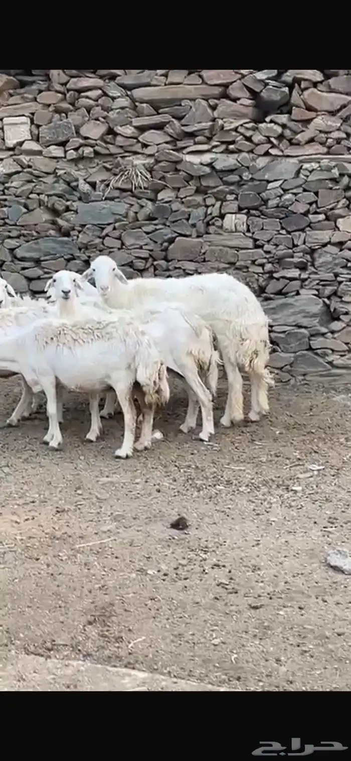 خروف للبيع 1