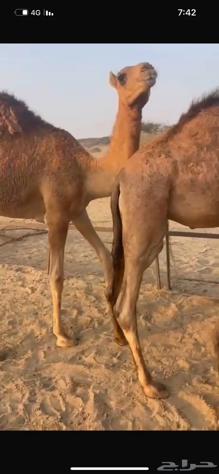 قعدان سواحل 1