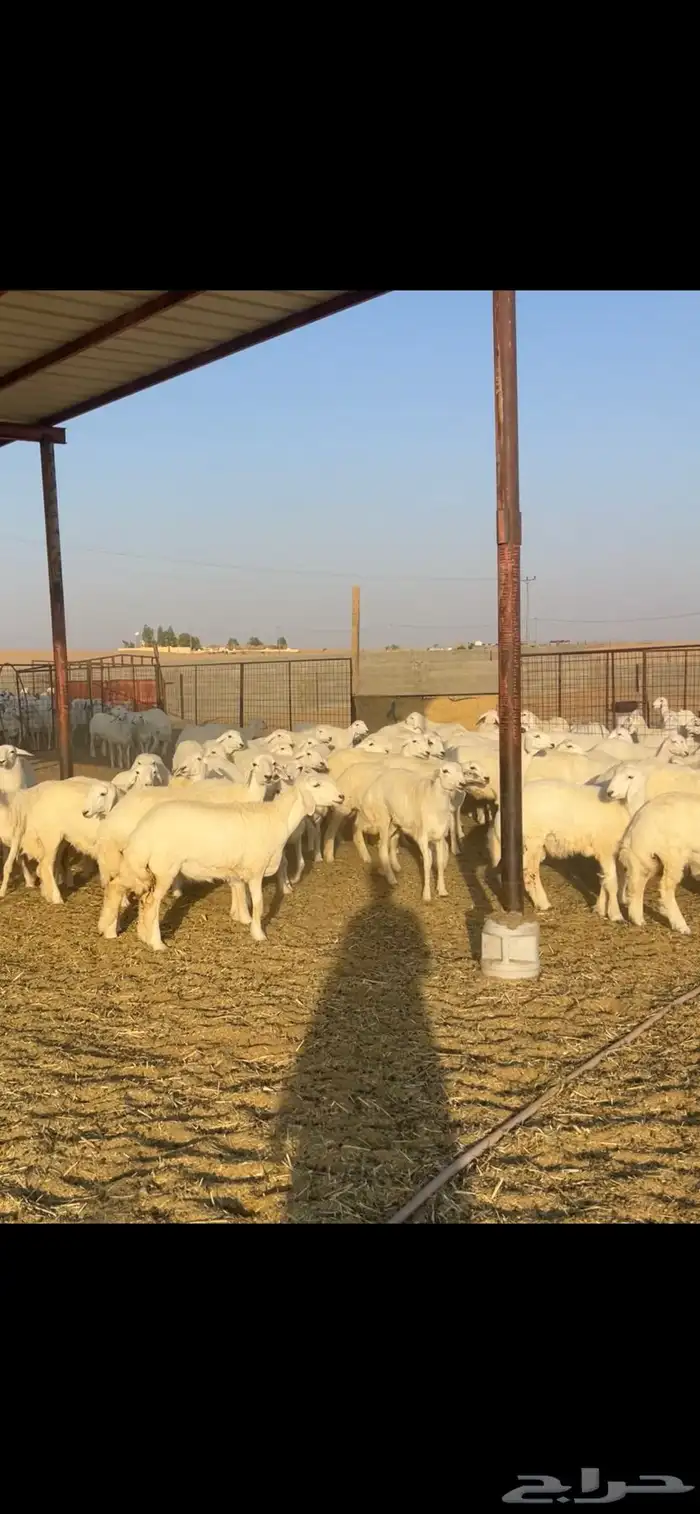 رخال حريات حرش 102 بالفحول 2 12