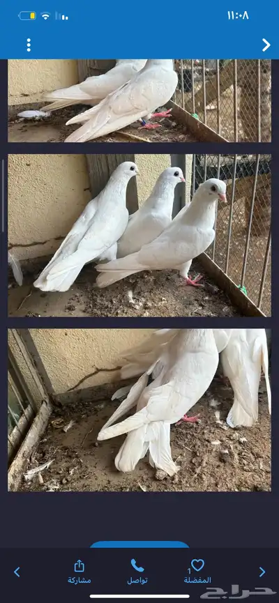 حمام قطايف قنادي index