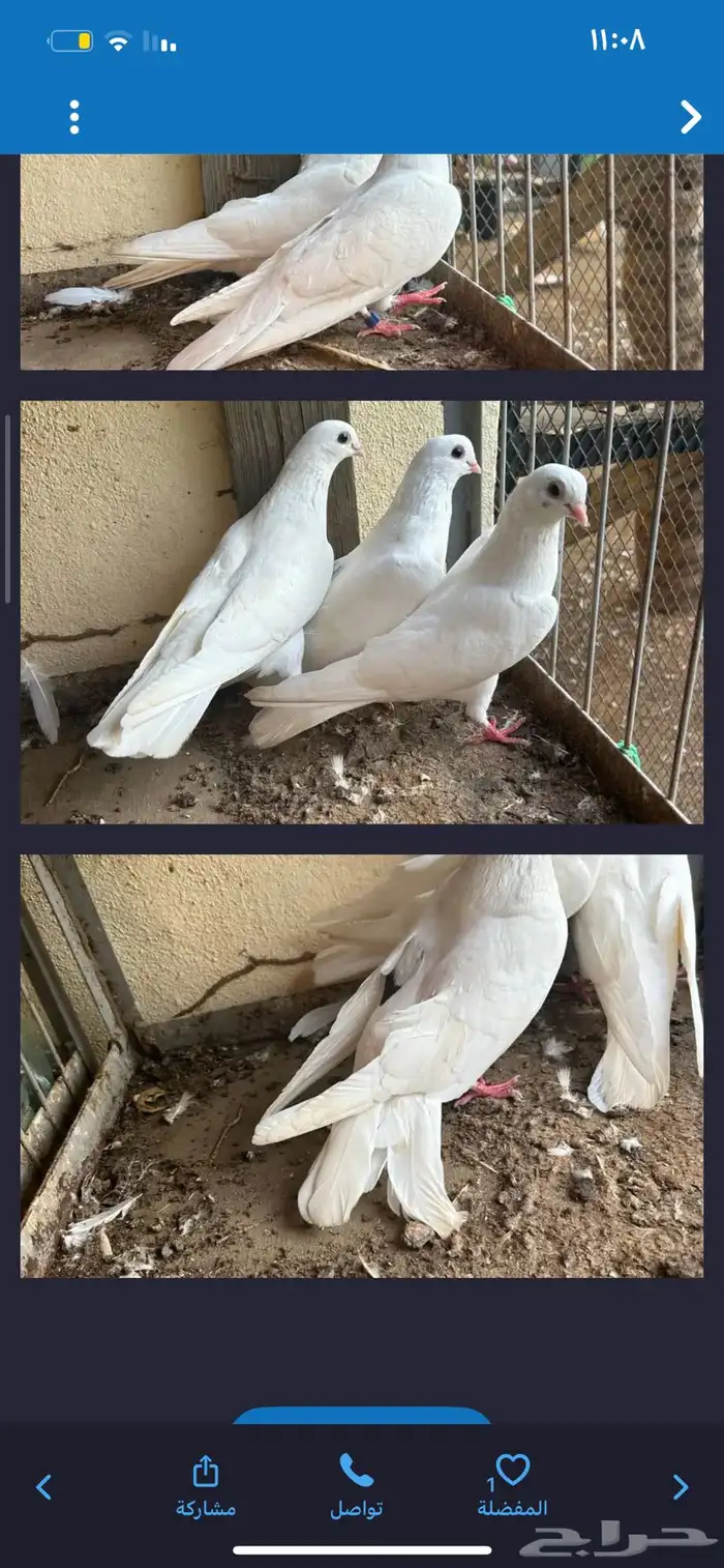 حمام قطايف قنادي 0