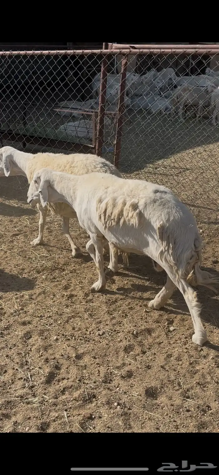 ضان حريات 30 2