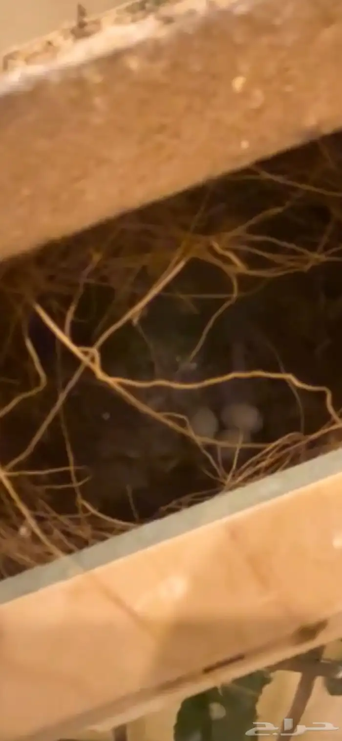 ماشاءالله أجواز زيبرا منتجه 2