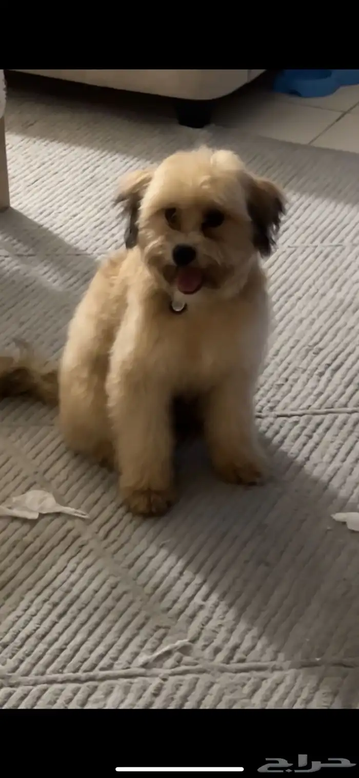 كلب للبيع 0
