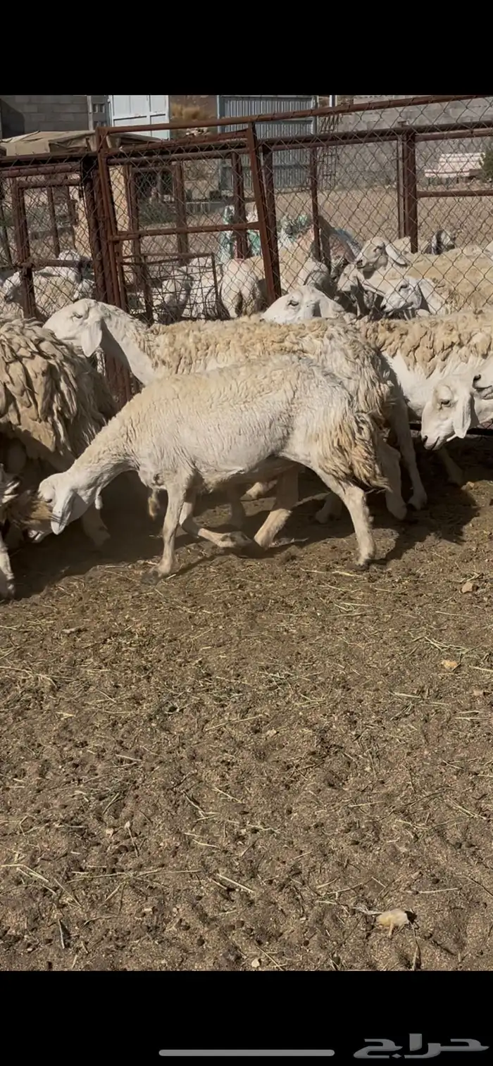 ضان حريات 30 3