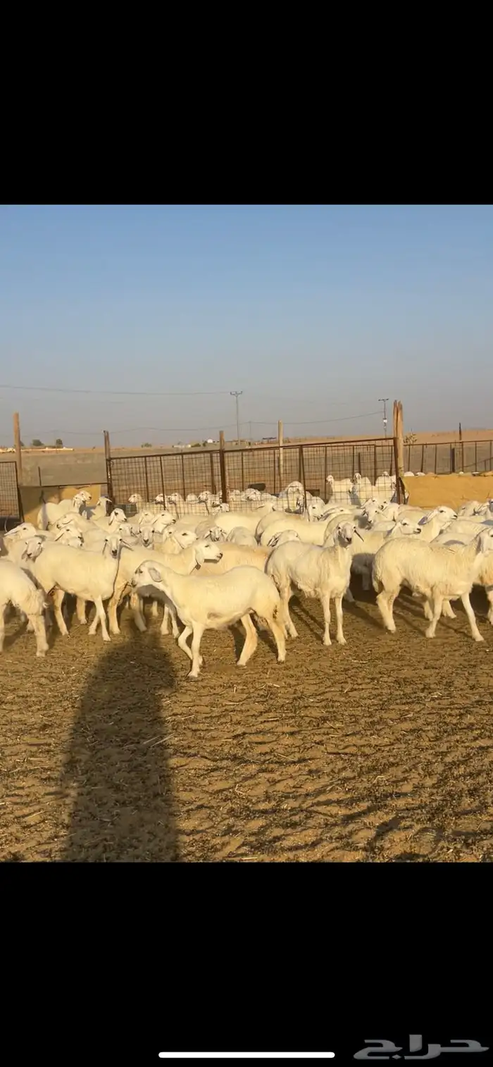 رخال حريات حرش 102 بالفحول 2 10