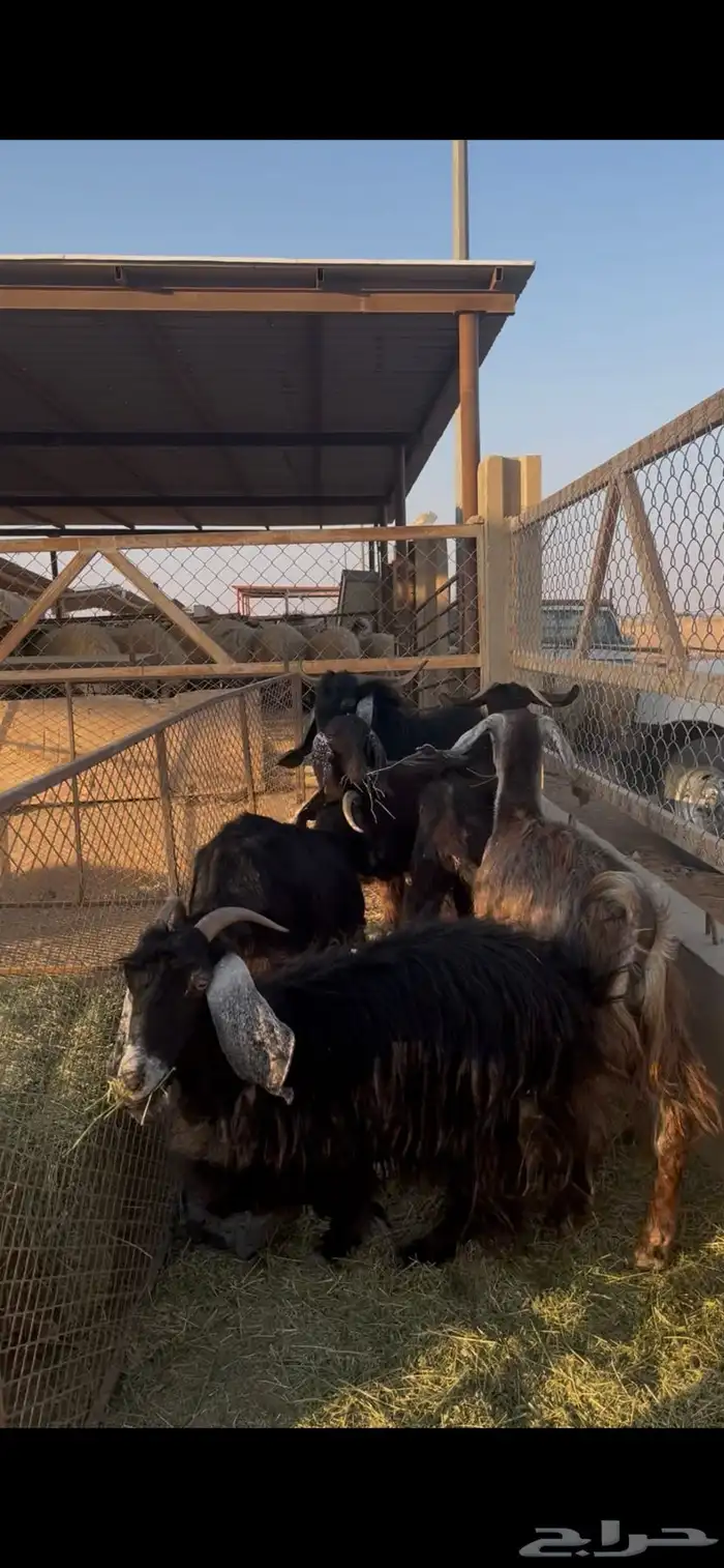 معزاء طيبات رفحاء 4