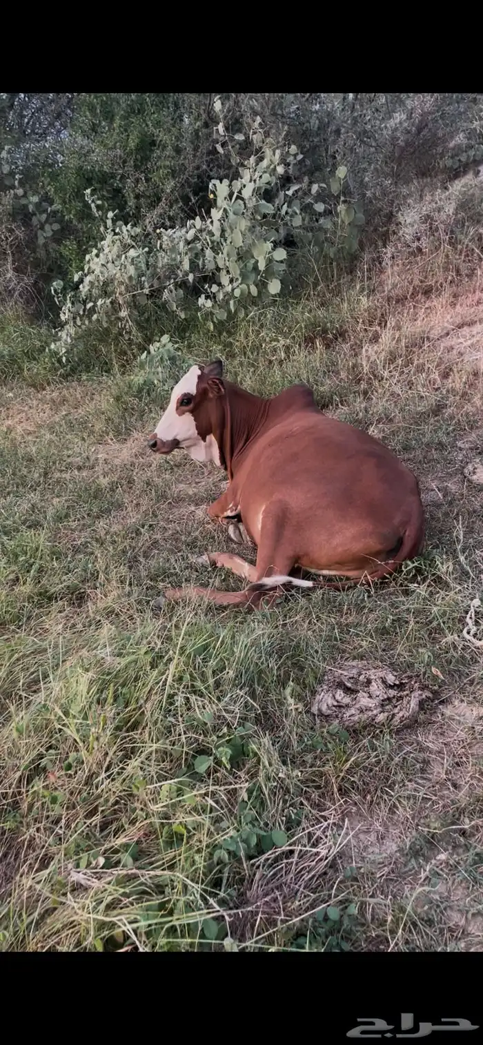 عجله عمرها فوق السنه 0