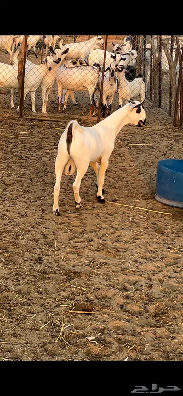 مشروع فاخر 1