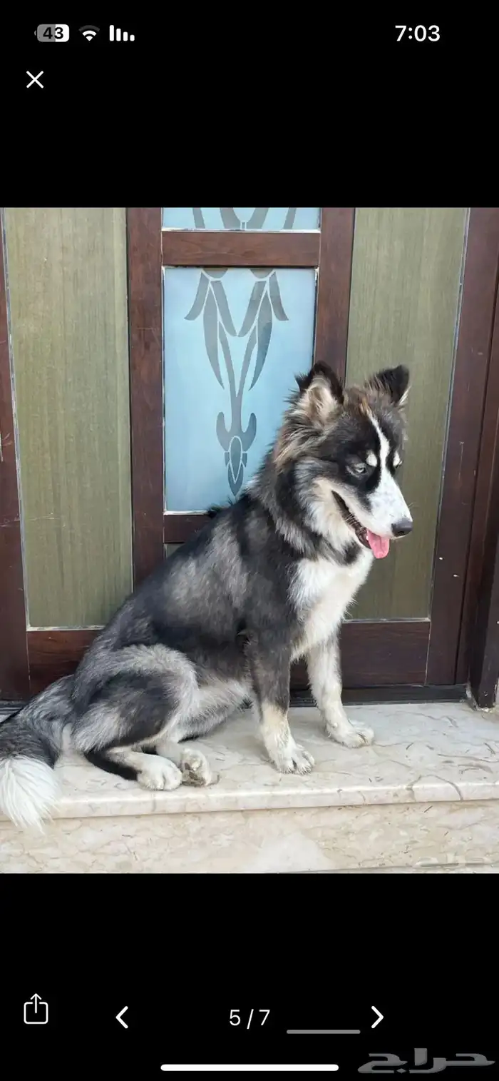 كلبه هاسكي مميزه 3