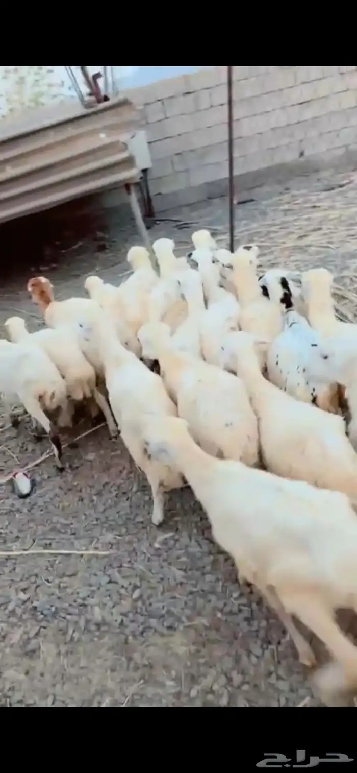 رخال محايل عسير 2