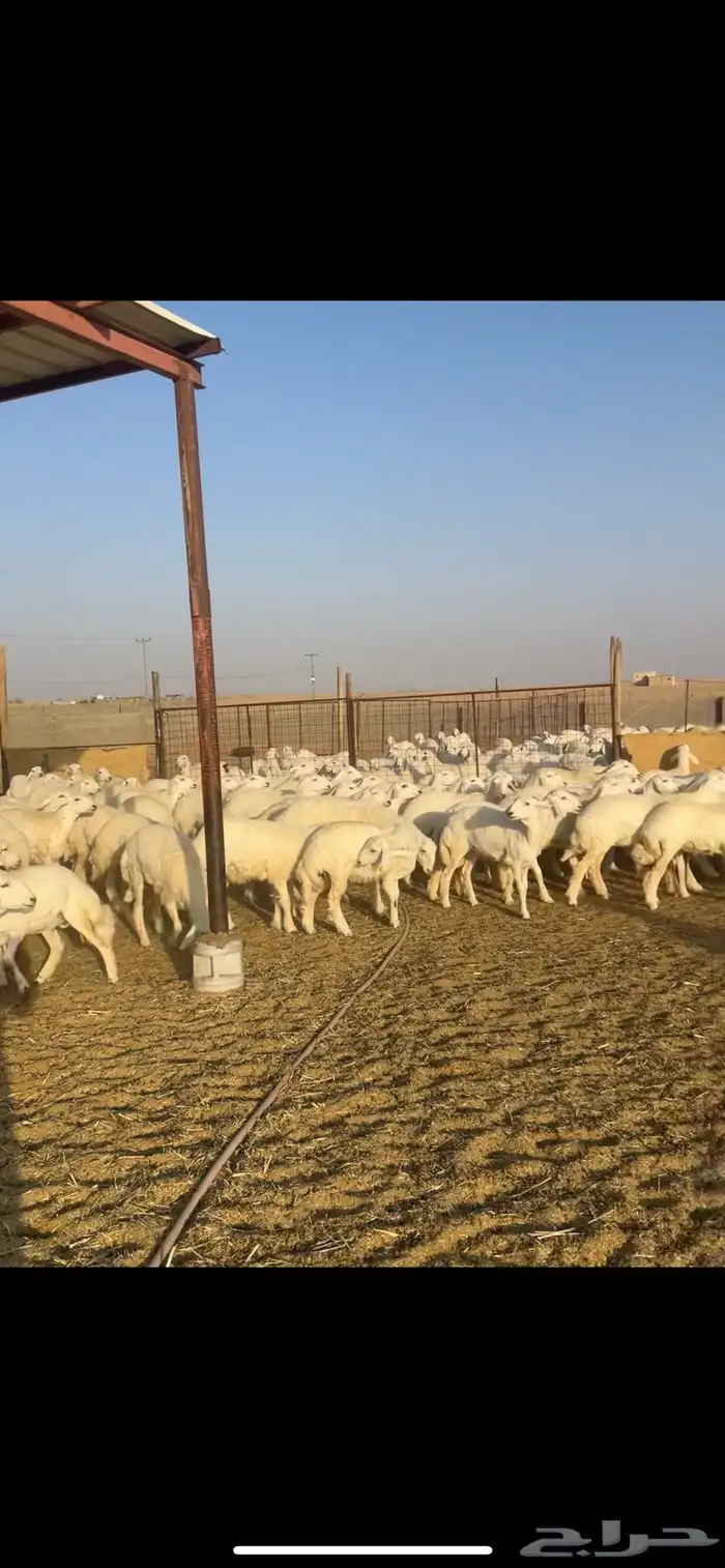 رخال حريات حرش 102 بالفحول 2 13