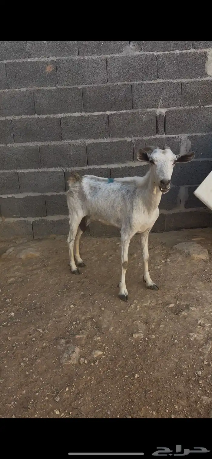 عنزين بيشيات 0